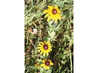 Property photo 13 - Creek County - Oklahoma Land Auction, 1,107 Acres 2 Tracts